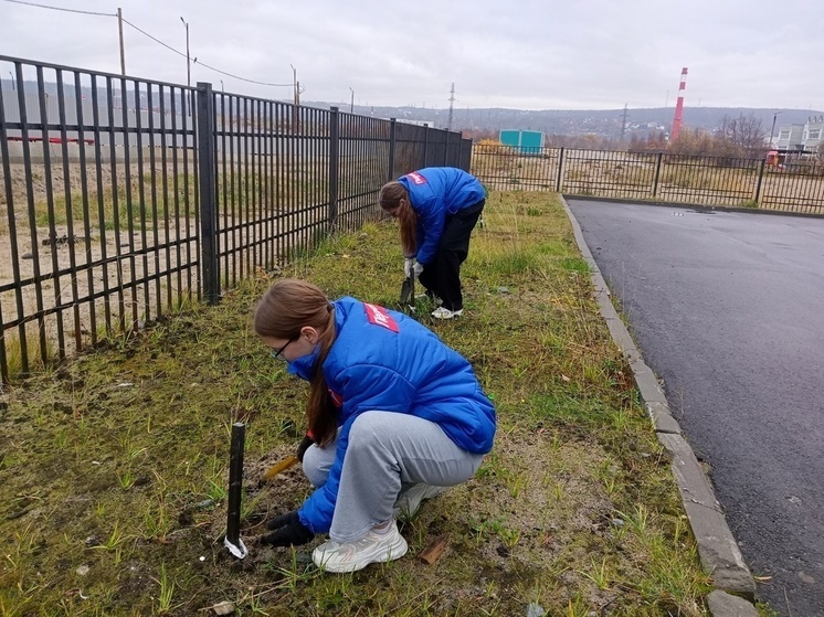     В Коле высадили саженцы ели и сосны в рамках акции «Растем вместе». Фото: администрация Колы.
