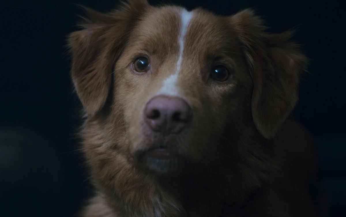 What's Wrong With Your Dog?📷Кадр из фильма «Глазами пса»