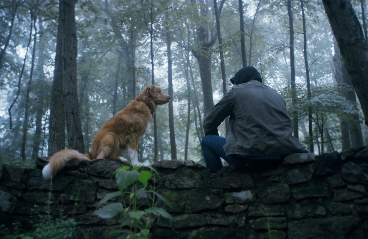 What's Wrong With Your Dog?📷Кадр из фильма «Глазами пса»