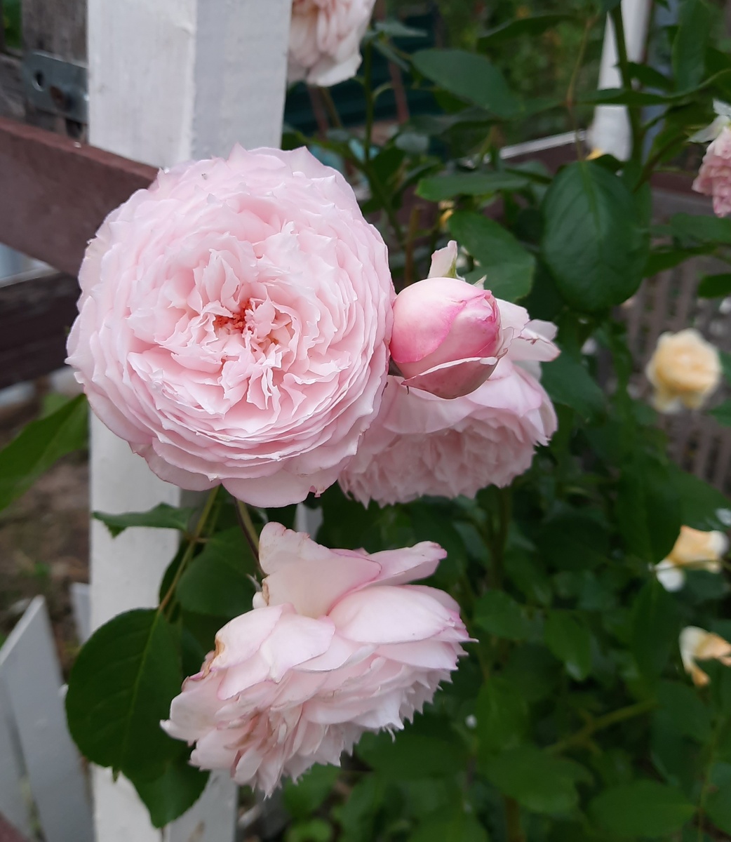   Милл он де флосс