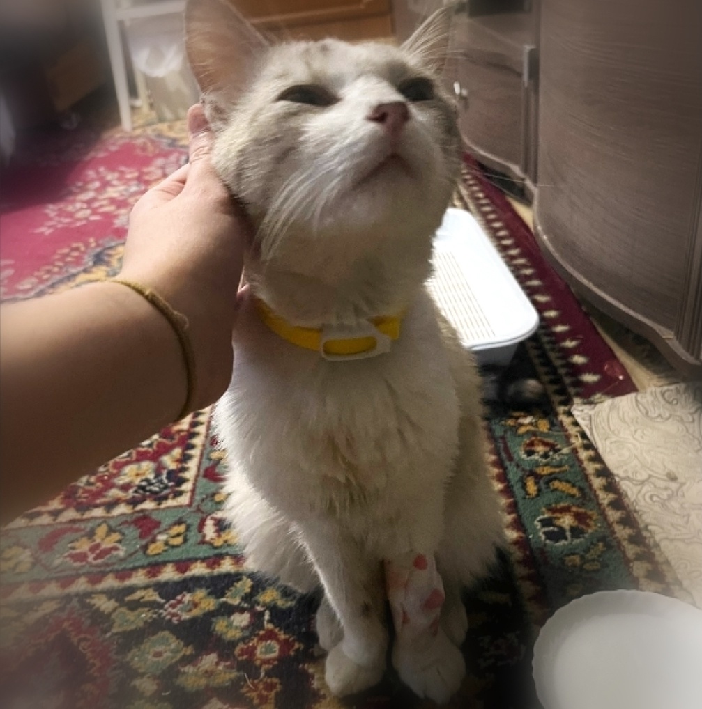 Что за лев этот тигр?