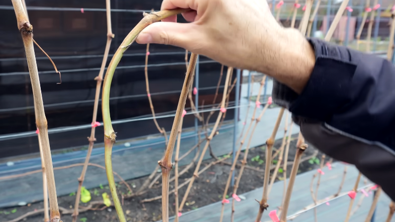 Забываю про календарь при обрезке винограда. 4 способа определить момент