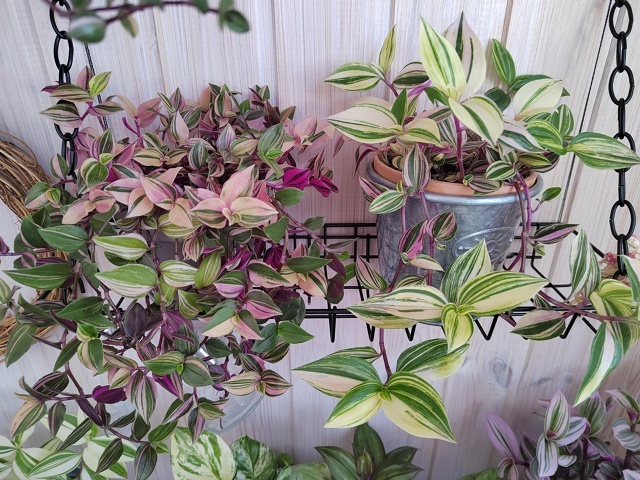 Tradescantia mundula ‘Lisa’