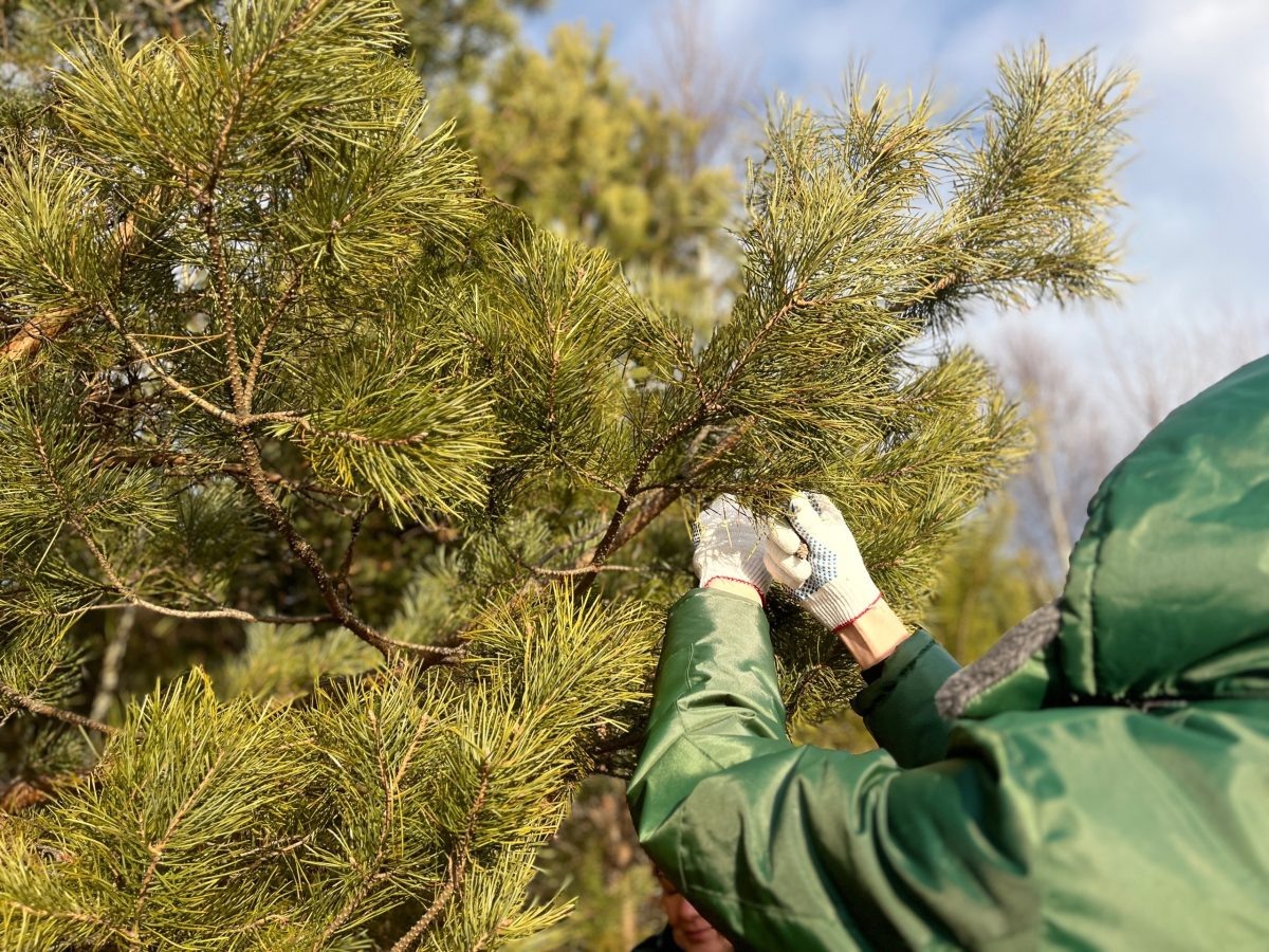    В Нижегородской области заготовят 30 тонн шишек для нацпроекта «Экоблагополучие»
