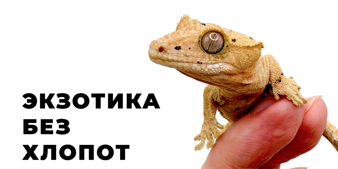 ОБЗОР НА БАНАНОЕДА