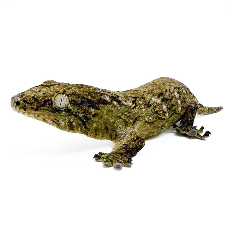 Гигантский бананоед