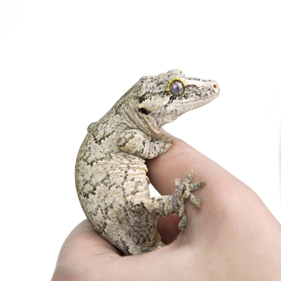 Ушастый геккон