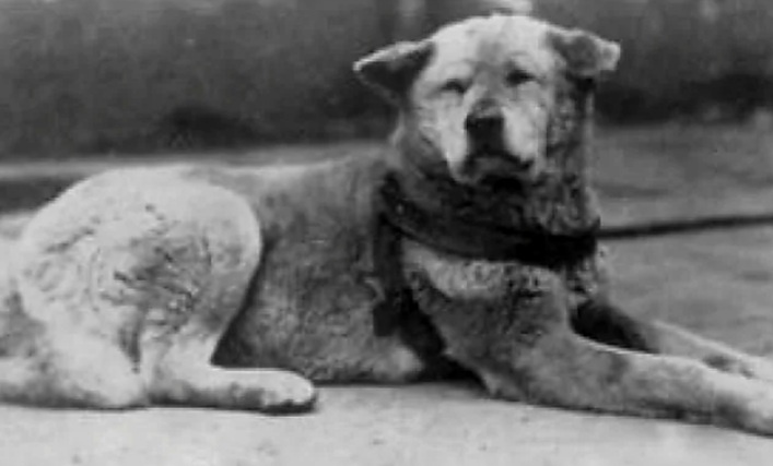 Реальный Хатико.