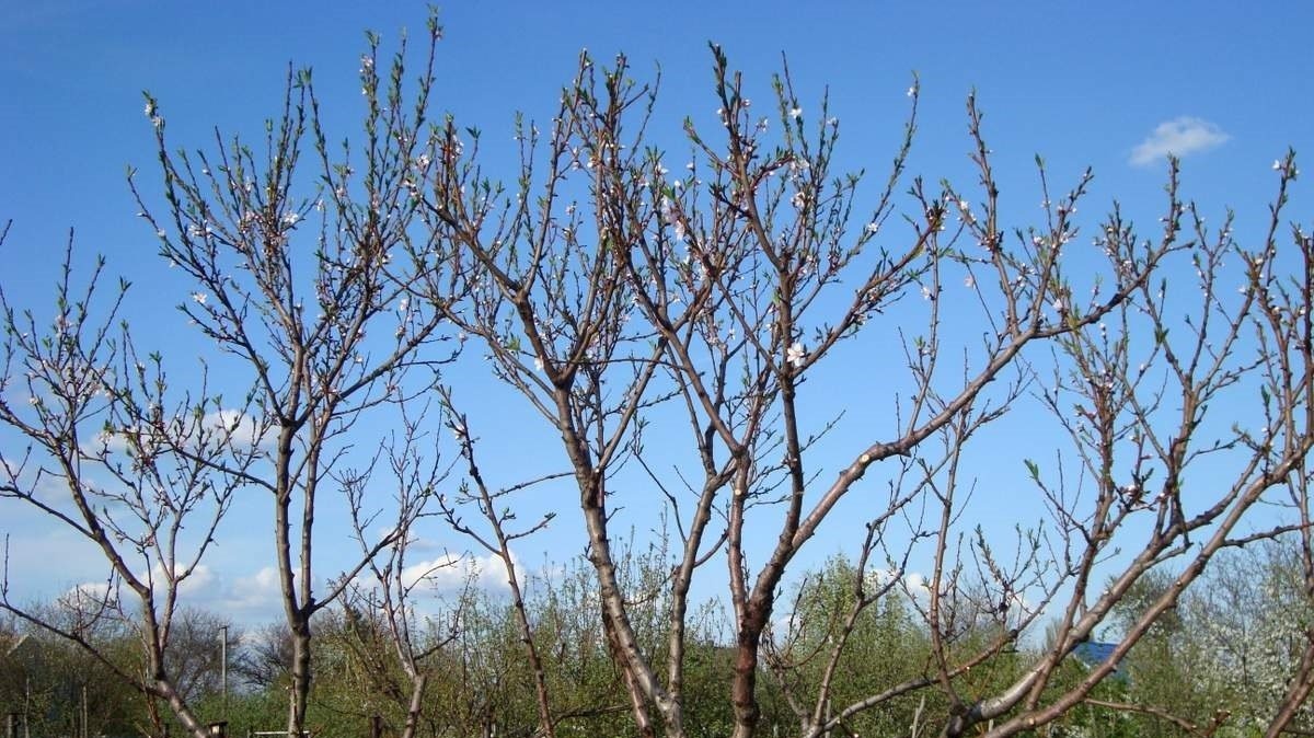 Обрезка абрикоса