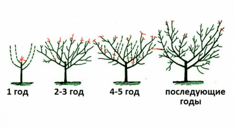 Обрезка в виде чаши.