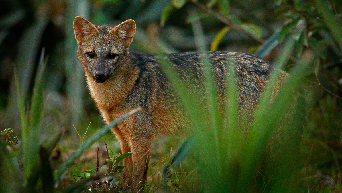     Фото: Ondrej Prosicky/Shutterstock/FOTODOM Лиса-крабоед — одно из названий майконга
