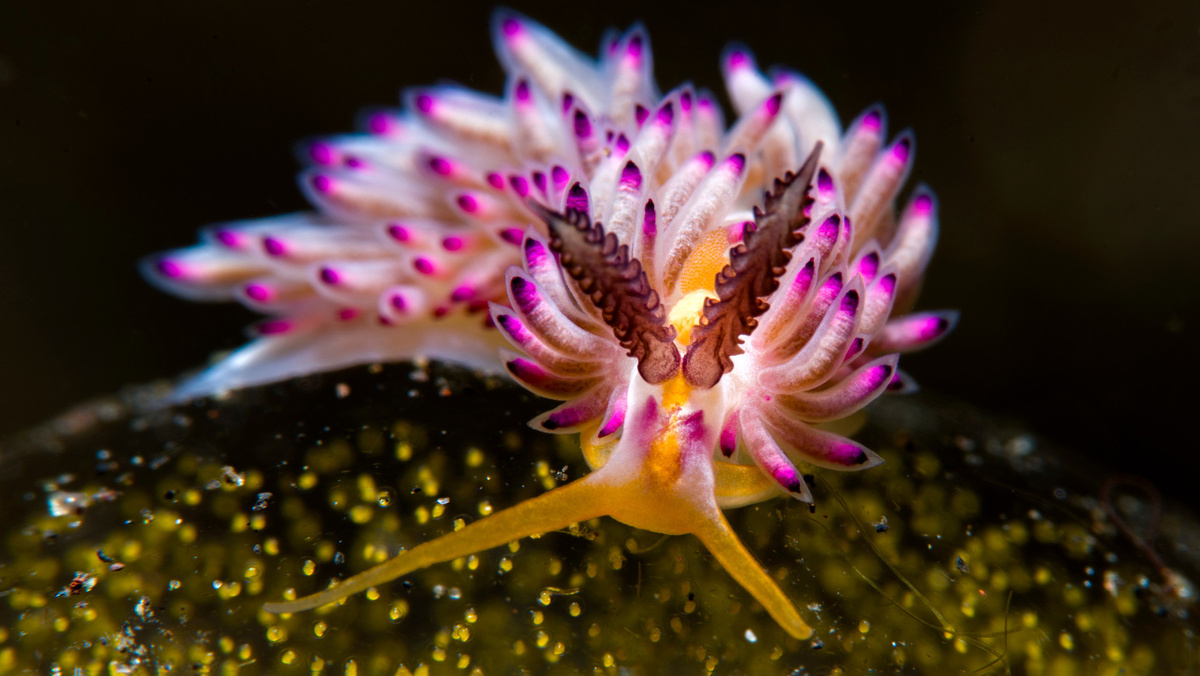     Фото: DiveIvanov/Shutterstock/FOTODOM Морские слизни — это не брюхоногие моллюски, лишенные раковины, а самостоятельная и невероятно разнообразная группа существ