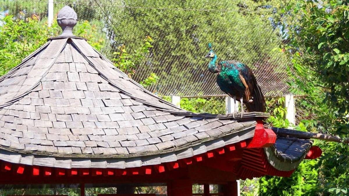    Фото: Пресс-служба Департамента культуры города Москвы