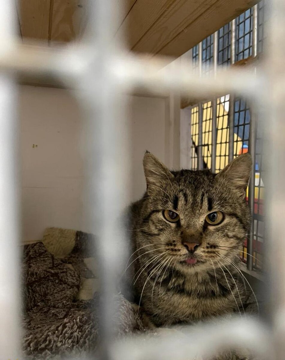 Этого кота вряд ли можно забыть, если увидеть один раз