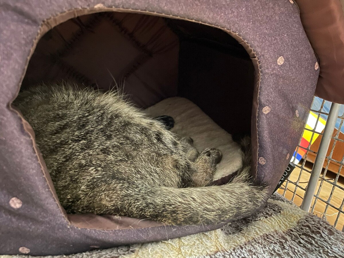 Анализы брали под седацией, всё прошло успешно