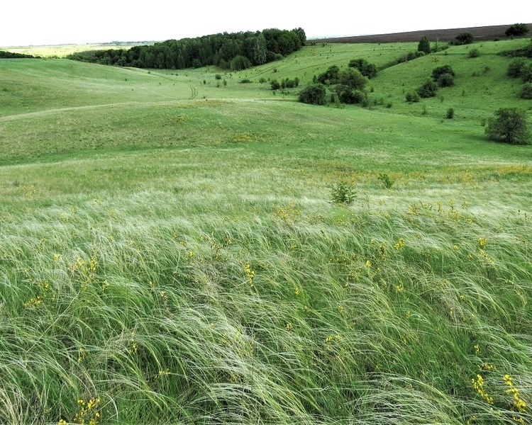     В Курской области установили границы охраняемого урочища Шатилов лог