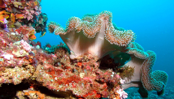 Жизнь на коралловых рифах может навсегда исчезнуть по причине глобального потепления. Фото: pxhere.com