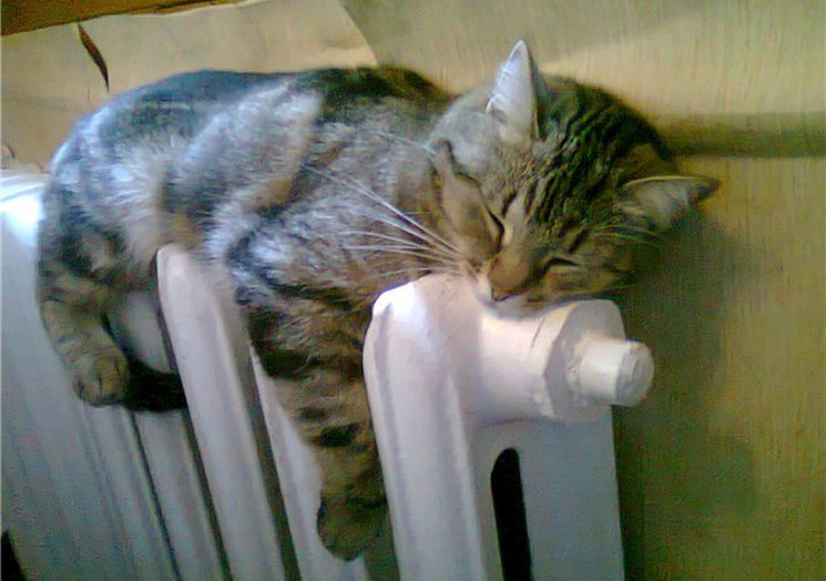 просто котик на батарее / yar.mk.ru