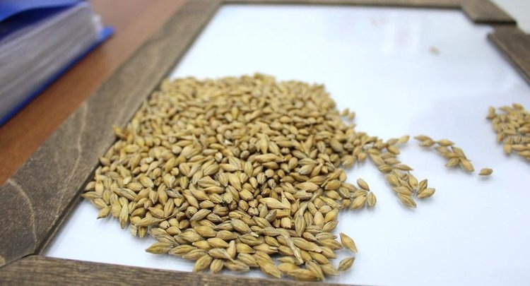    Фото: ФГБУ ЦОК АПК