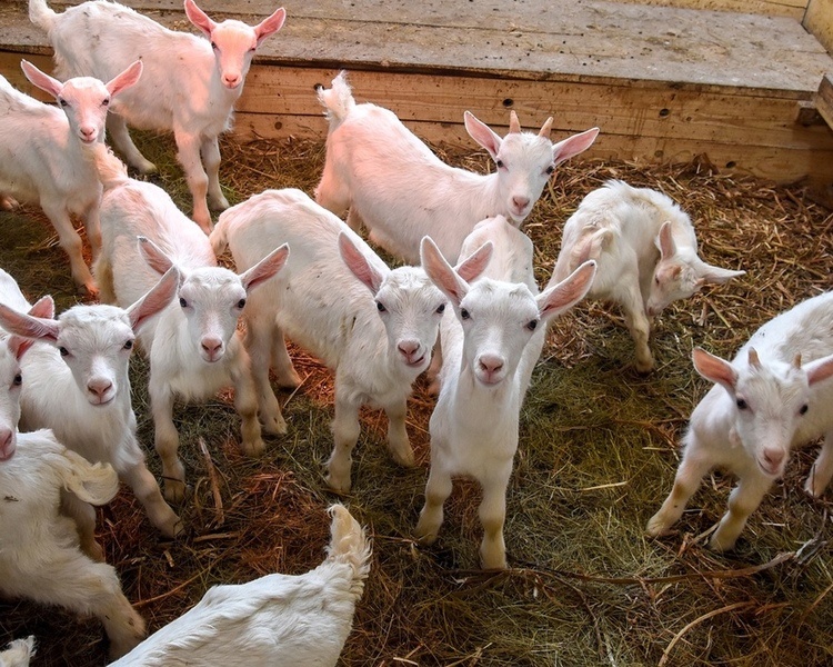     В Курской области женщину обязали вакцинировать коз и овец