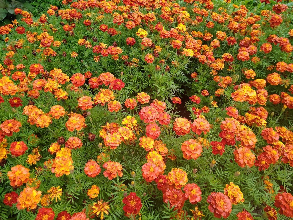 Бархатцы для здоровья почвы: как превратить цветы в мощное удобрение