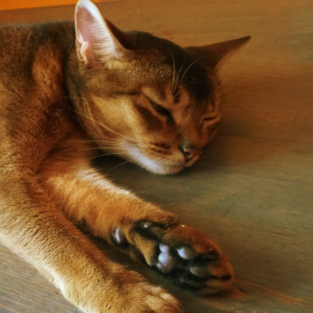 Моя абиссинка Джоли