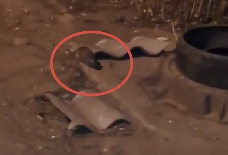    Фото: Дмитрий Яшник