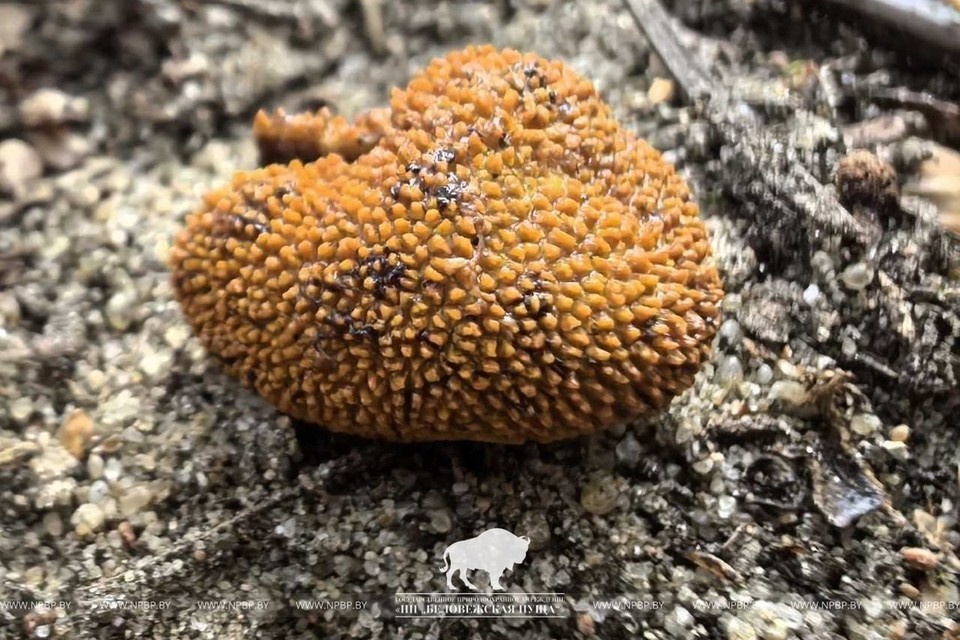    Похожий на трюфель новый гриб нашли в Беларуси. Фото: npbp.by