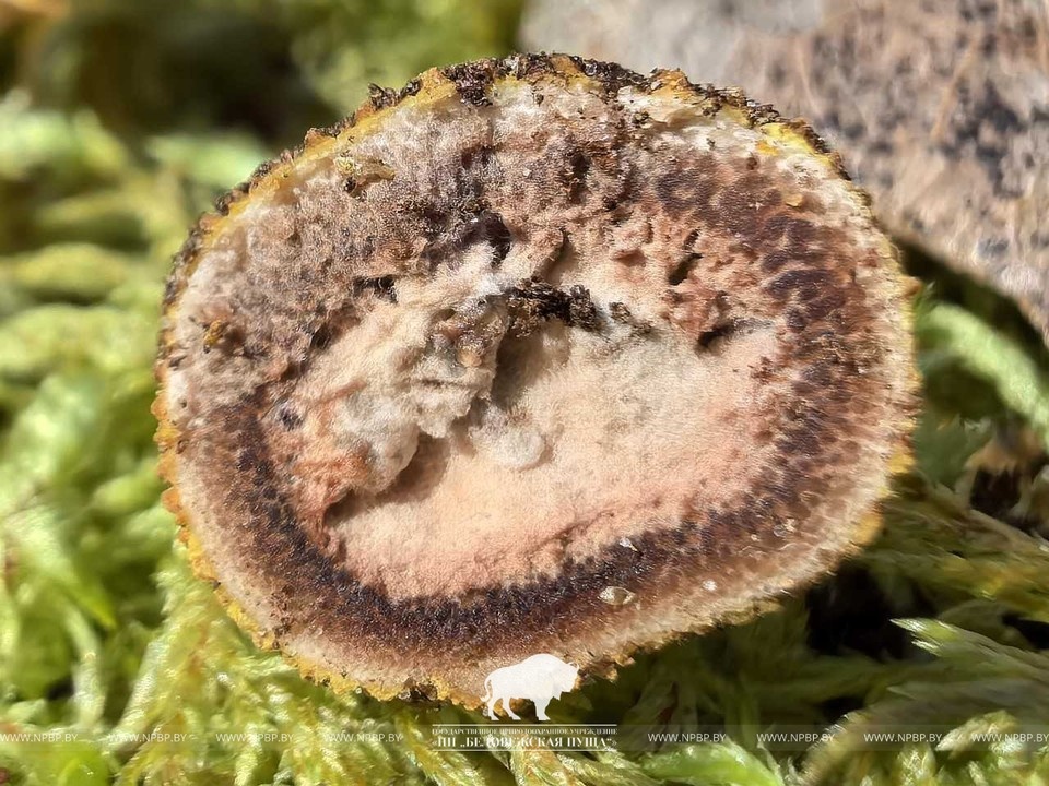    Похожий на трюфель новый гриб нашли в Беларуси. Фото: npbp.by