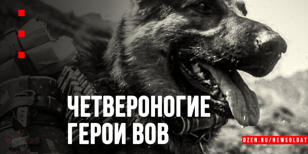 Четвероногие солдаты: подвиги собак в Великой Отечественной войне
