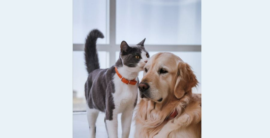 Фото с просторов.