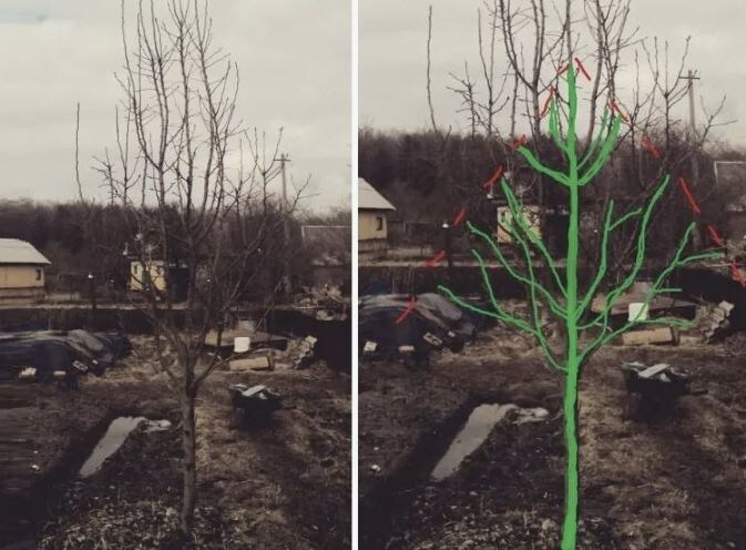 🌳 Как правильно формировать крону яблони по схеме Романа Кудрявца 🌳