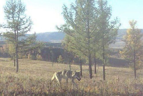    Фото: Пресс-служба Минприроды Забайкалья   📷   Фото: Пресс-служба Минприроды Забайкалья   📷   Фото: Пресс-служба Минприроды Забайкалья