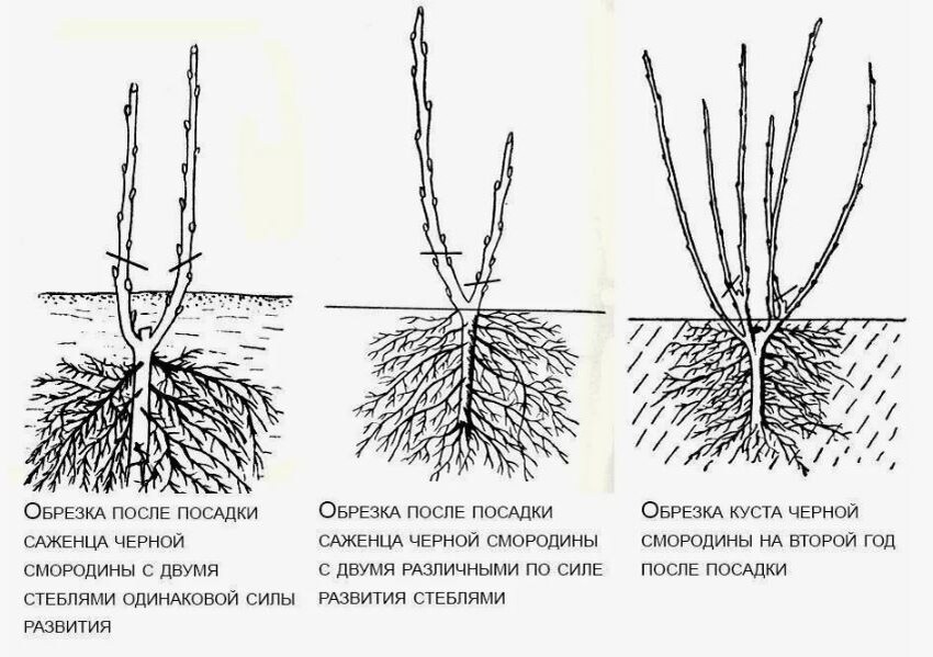 Пример: куст черной смородины