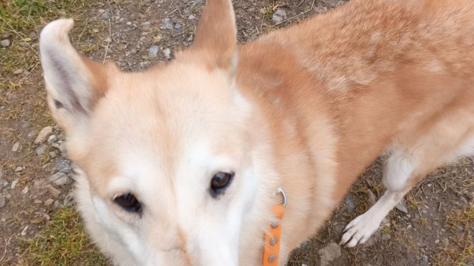 Когда поводок становится пропуском в счастье: один день с теми, кто ждет ❤️