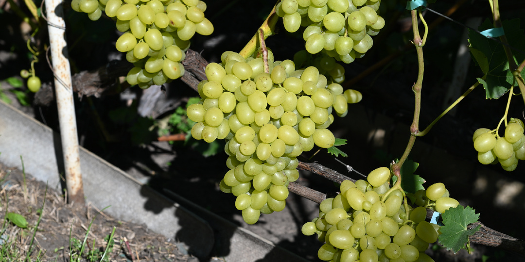 🍇 Обрезка винограда по схемам