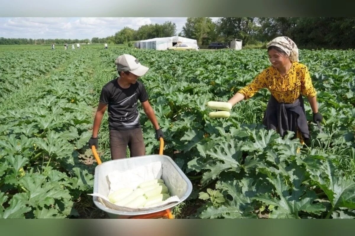    Аграрии Оренбурга завершают сезон осенних полевых работ