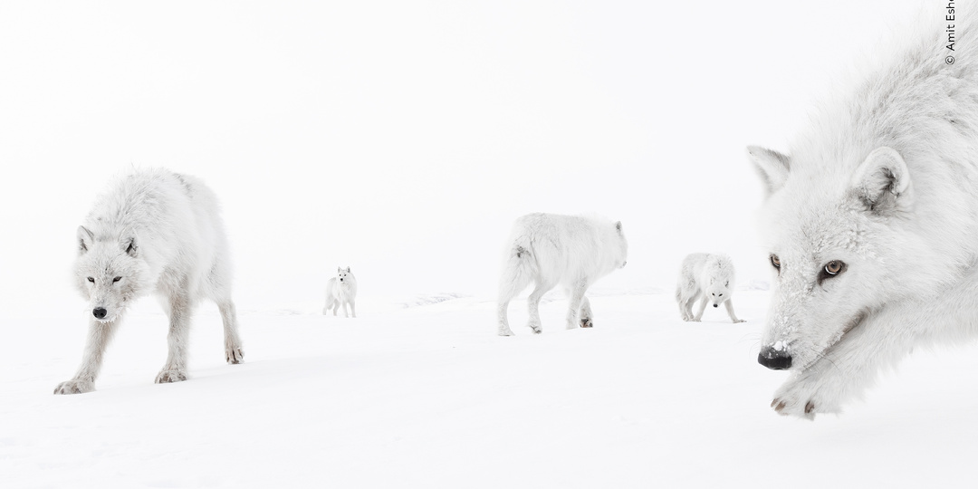 Осенний марафон лучших фотографий природы. WPY2025