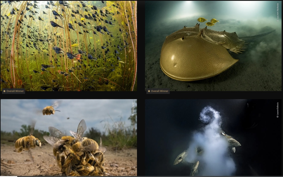 Победители 2024,2023,2022, 2021