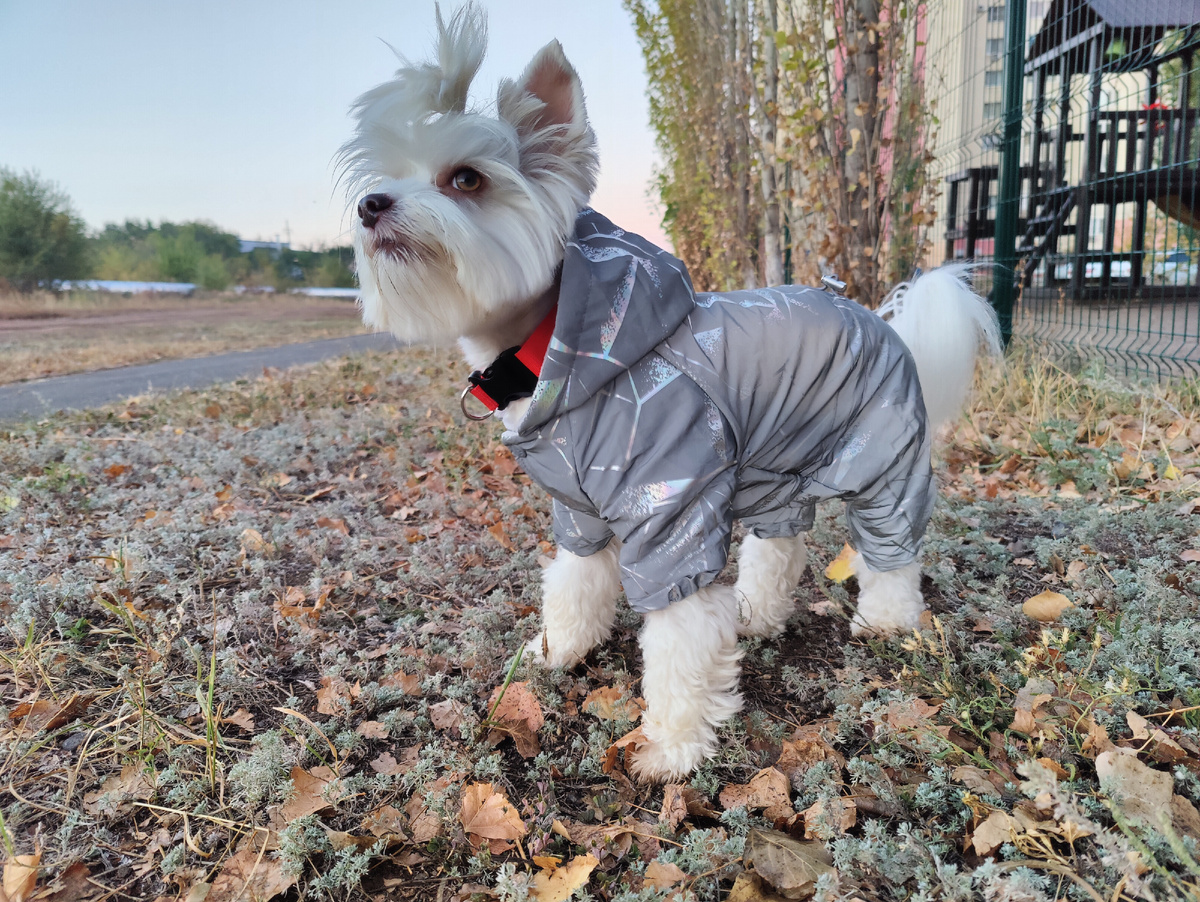 Виновница "торжества"