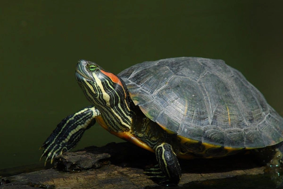 Красноухая черепаха