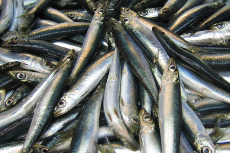     Фото: NOAA FishWatch (see Gallery), Public domain, via Wikimedia Commons