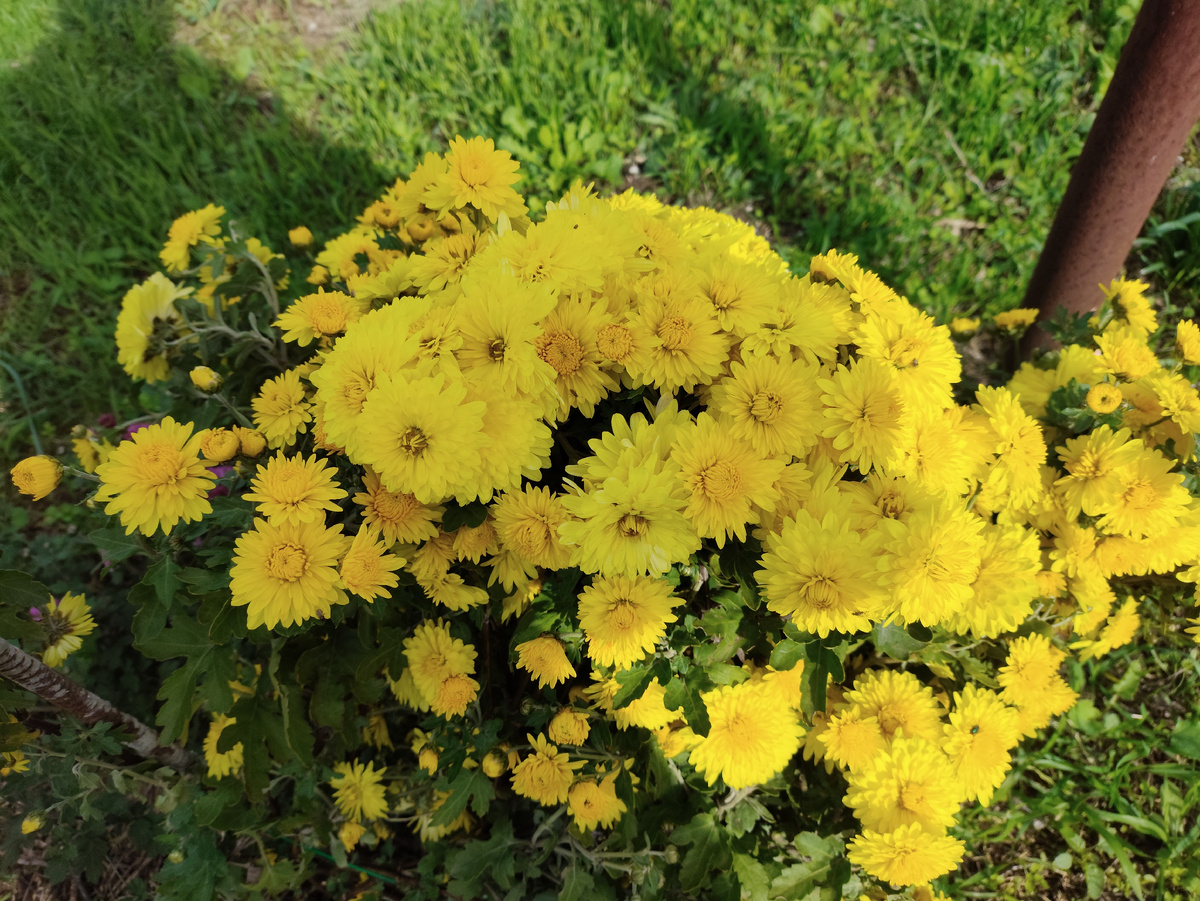 Хризантемы за воротами. Желтые