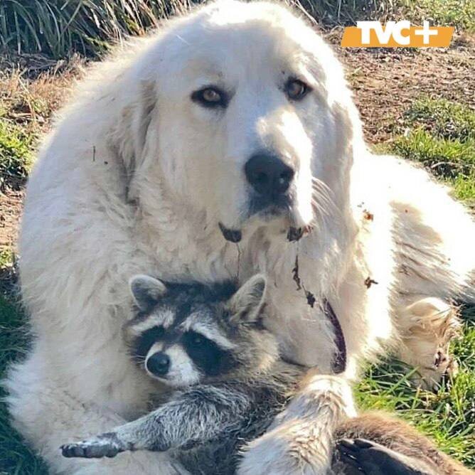 Боно и Бенсон