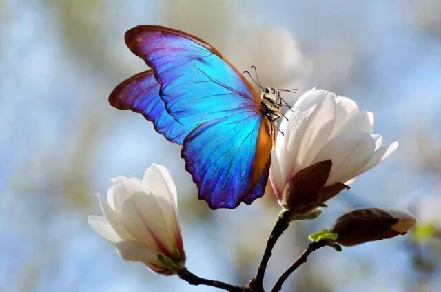    К чему снится бабочка?