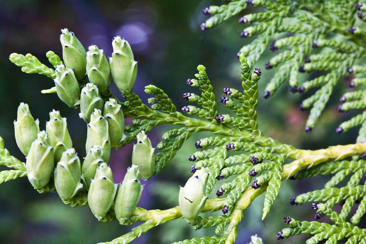 Туя Западная Американская