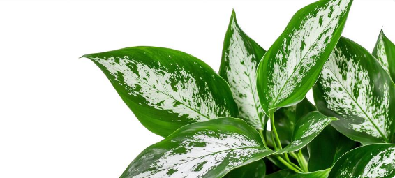Aglaonema