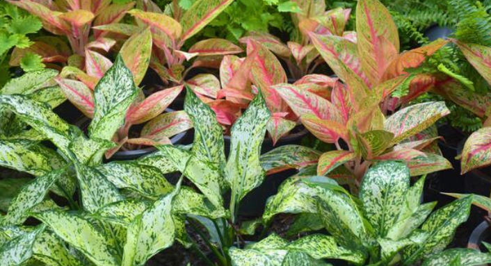 Aglaonema