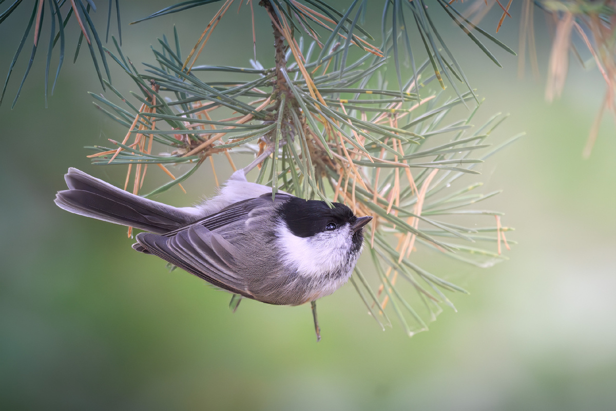Пухляк - постоянный обитатель всех лесов Ленинградской области