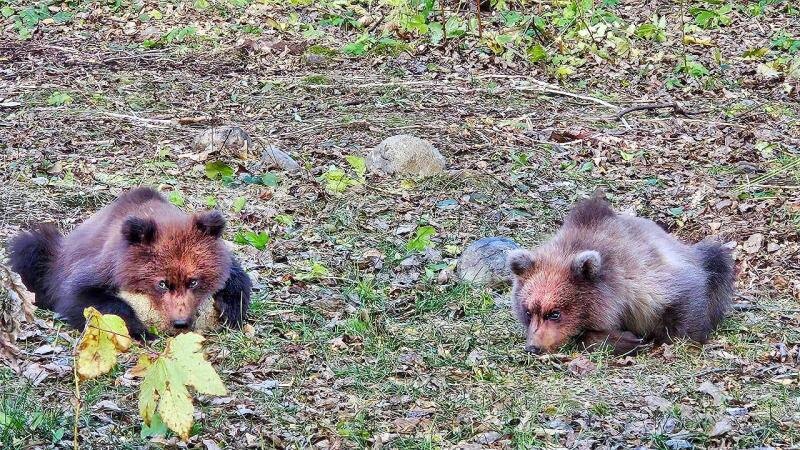 Фото Центра спасения диких животных «Парк львов «Земля прайда»